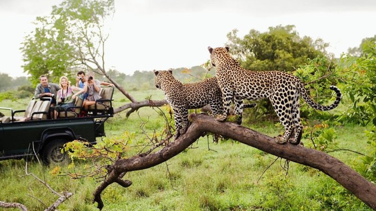 Sri Lanka Safari Guide: Yala vs Wilpattu vs Udawalawe (Which is Best?)