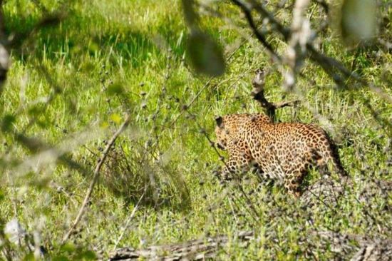 Yala National Park