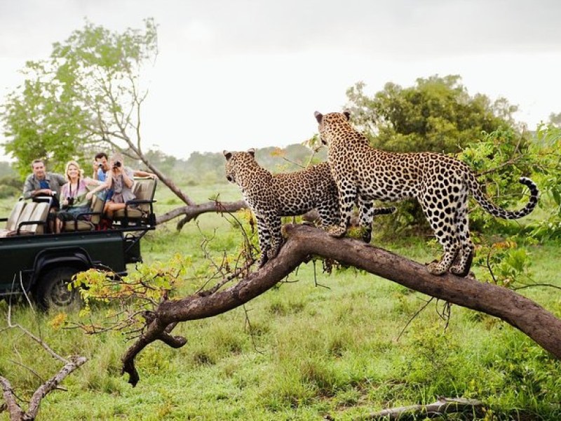 Safari in Yala National Park