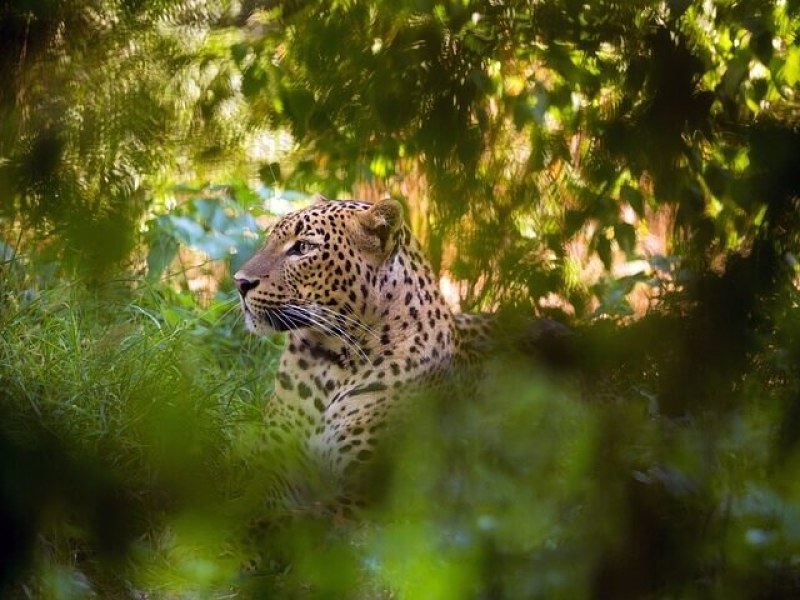 Wildlife in Wilpattu National Park